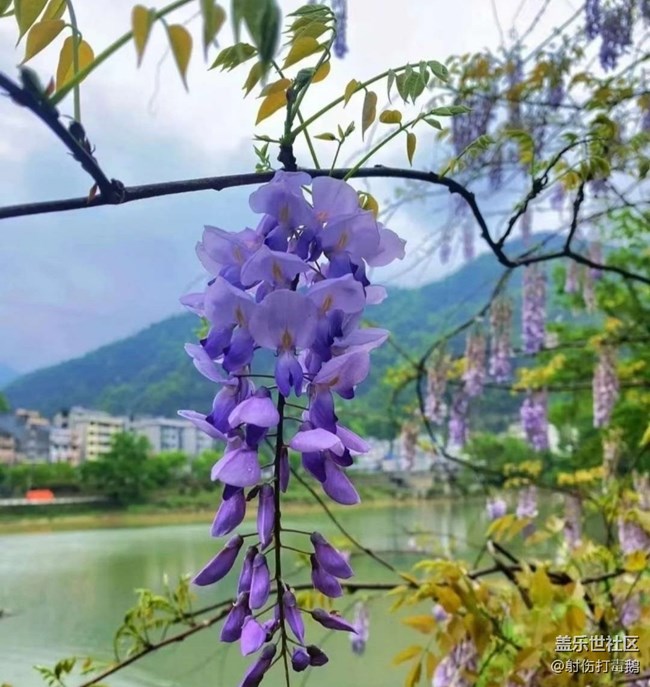 【折叠屏手机里的春夏秋冬】紫藤花