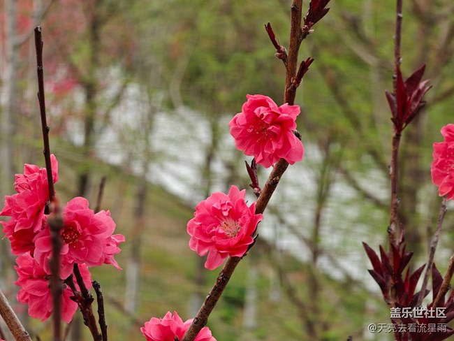 【触得到的冬日肌理】花开富贵