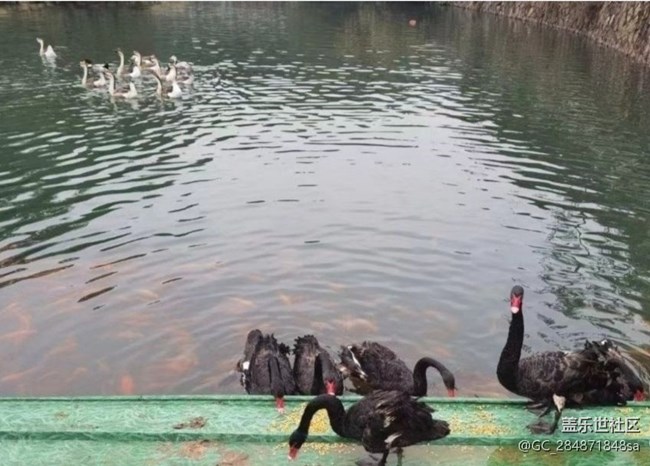 【折叠屏手机里的春夏秋冬】银杏