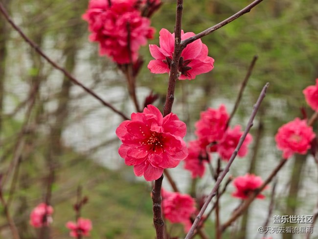 【触得到的冬日肌理】花开富贵