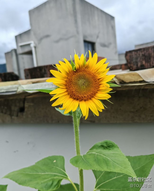 【折叠屏手机里的春夏秋冬】夏日花