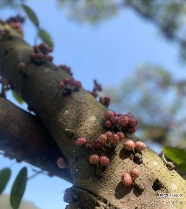 【折叠屏手机里的春夏秋冬】春芽萌生