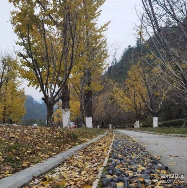 【折叠屏手机里的春夏秋冬】银杏