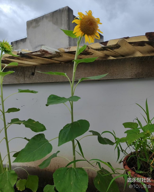 【折叠屏手机里的春夏秋冬】夏日花