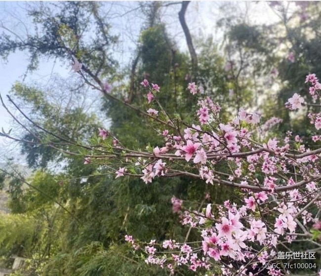 【折叠屏手机里的春夏秋冬】春芽萌生