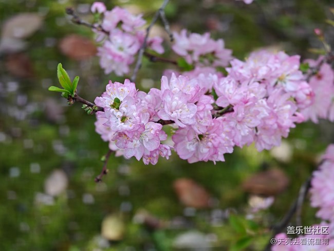 【触得到的冬日肌理】花开富贵