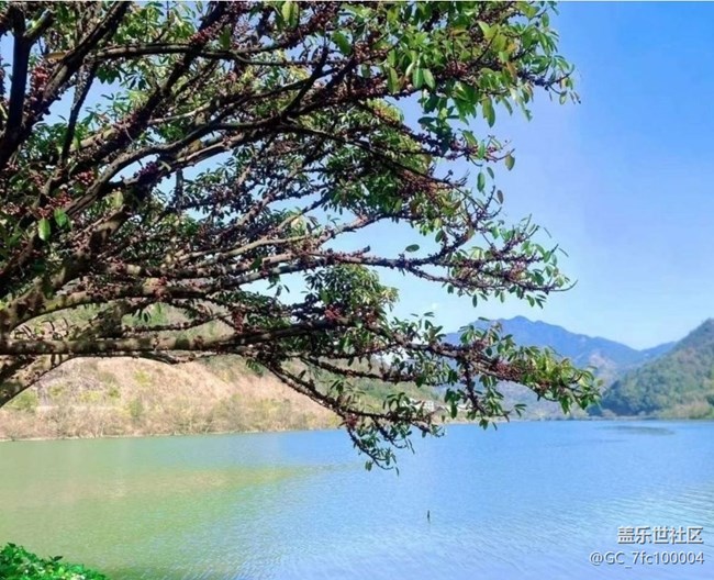 【折叠屏手机里的春夏秋冬】春芽萌生