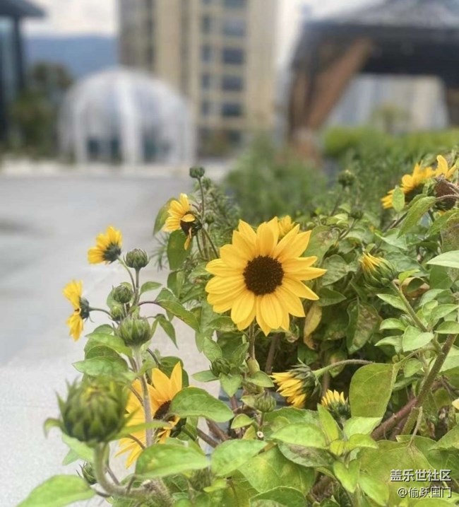 【折叠屏手机里的春夏秋冬】美好春天