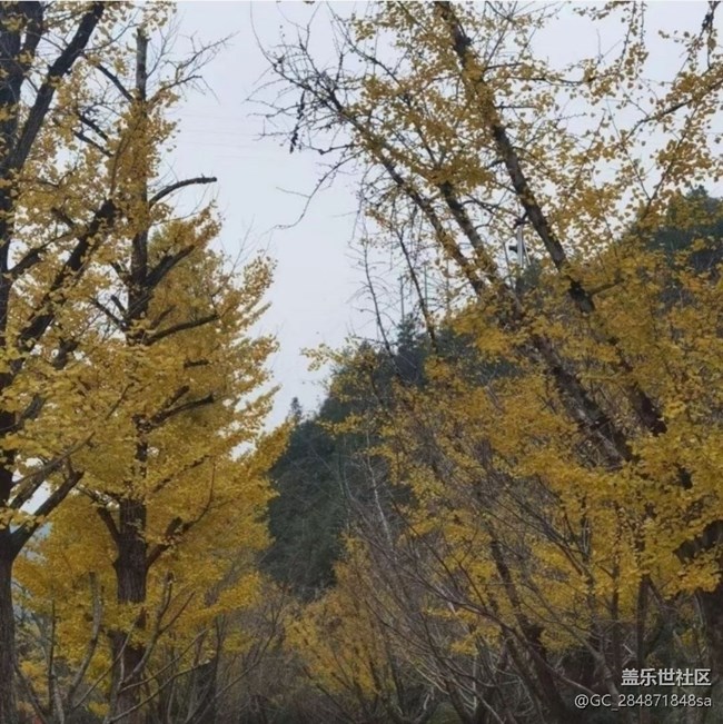 【折叠屏手机里的春夏秋冬】银杏