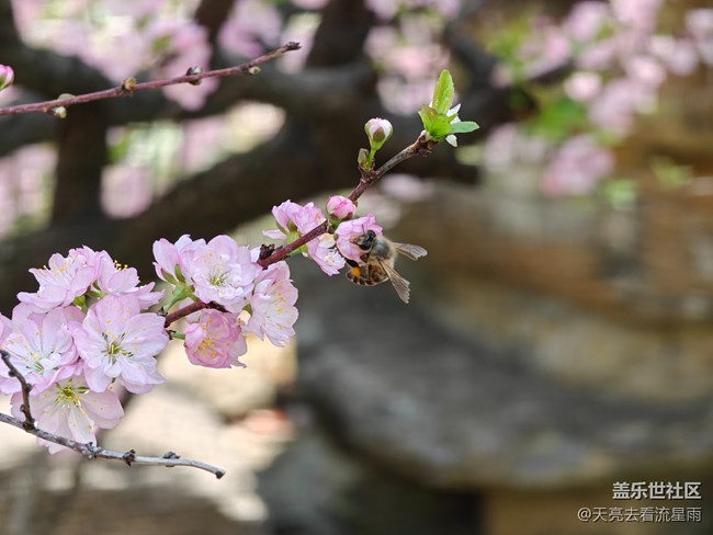 【触得到的冬日肌理】花开富贵