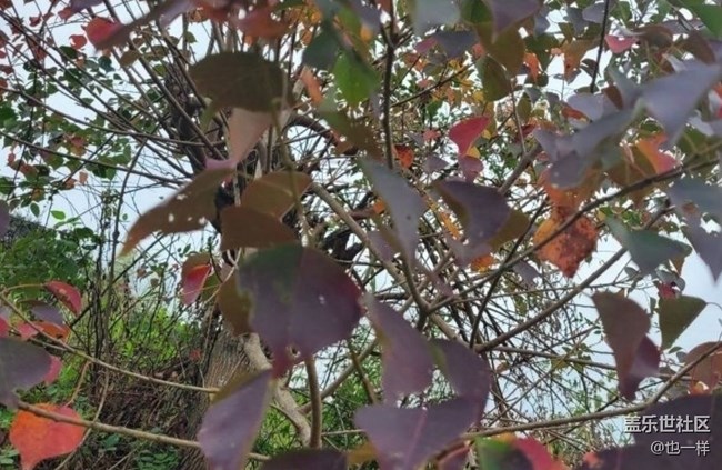 【折叠屏手机里的春夏秋冬】秋叶