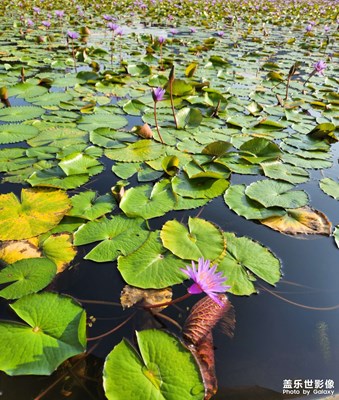 【镜头里的故事】像一个窗