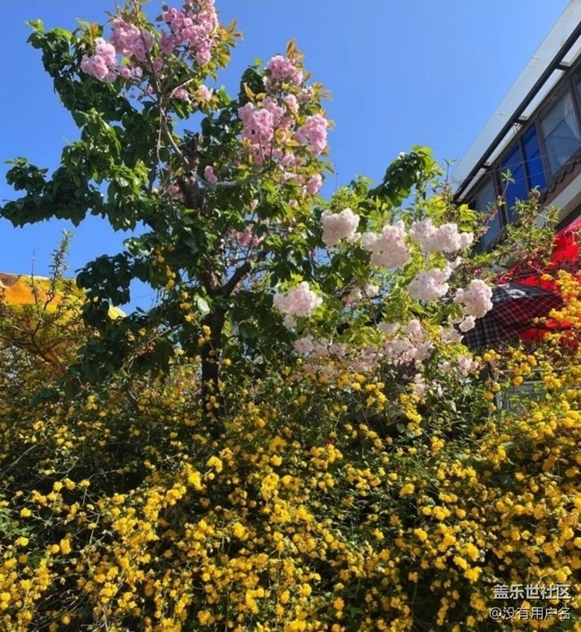 【折叠屏手机里的春夏秋冬】春日美景