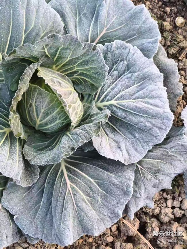 【折叠屏手机里的春夏秋冬】又一冬