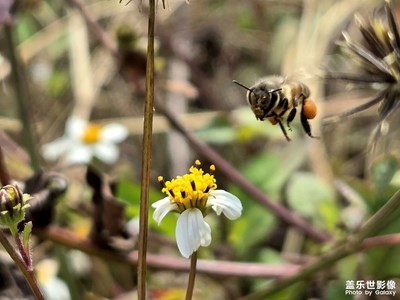 【镜头里的故事】+蜜蜂