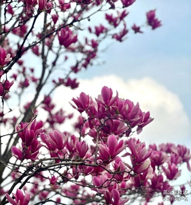 【折叠屏手机里的春夏秋冬】春日美景