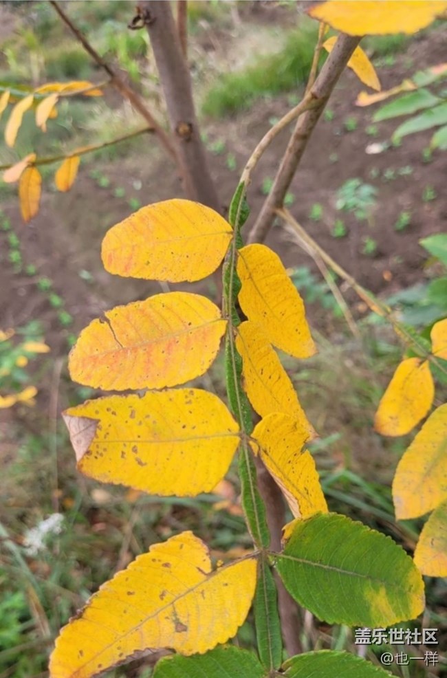 【折叠屏手机里的春夏秋冬】秋叶