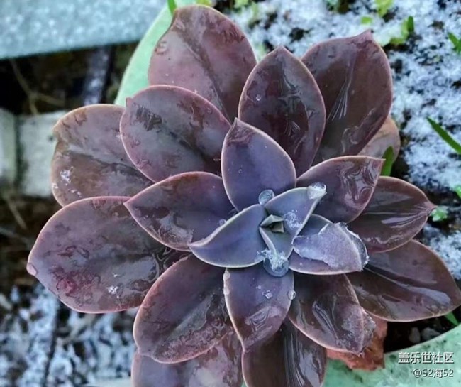 【折叠屏手机里的春夏秋冬】雪天