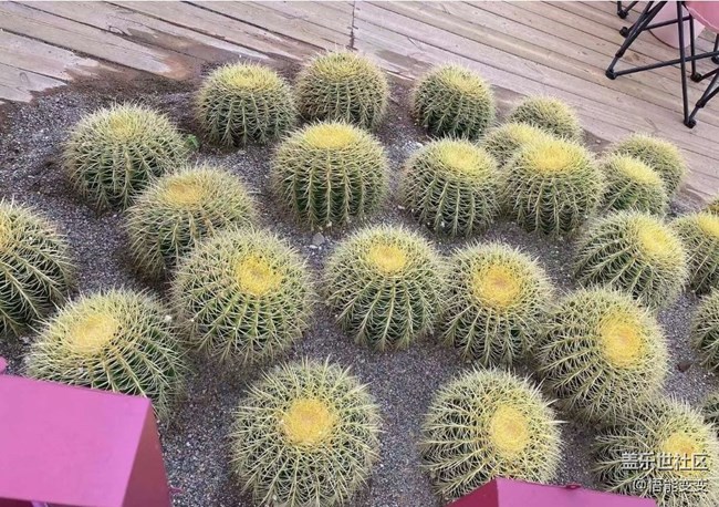 【折叠屏手机里的春夏秋冬】夏末赏荷