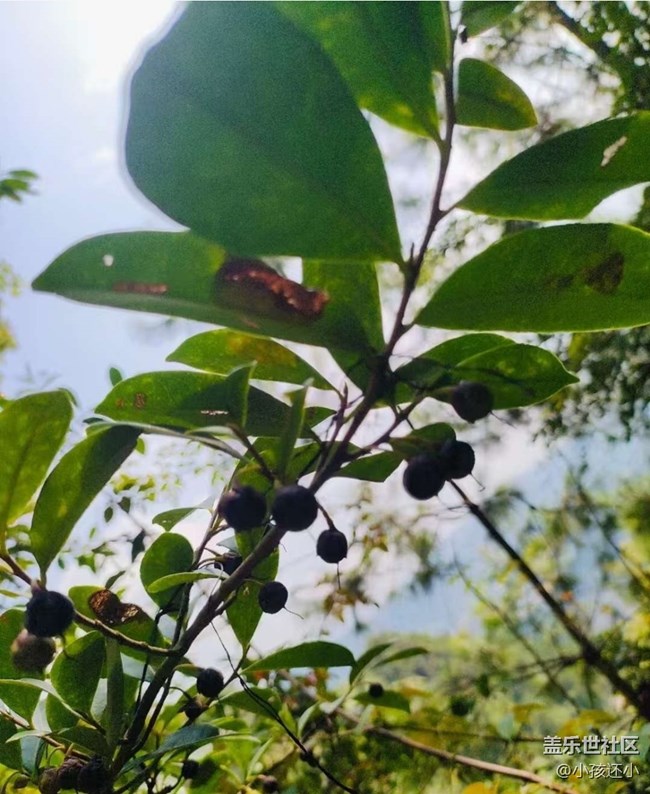 【折叠屏手机里的春夏秋冬】大自然