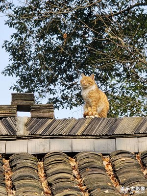 【镜头里的故事】+青城山随拍