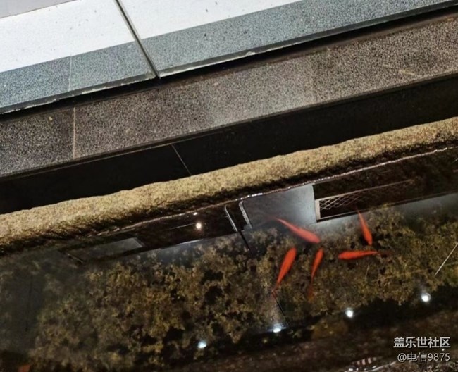 【折叠屏手机里的春夏秋冬】初秋