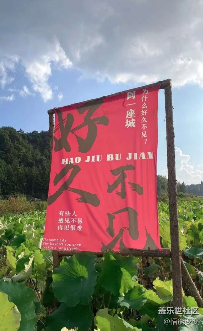 【折叠屏手机里的春夏秋冬】夏末赏荷