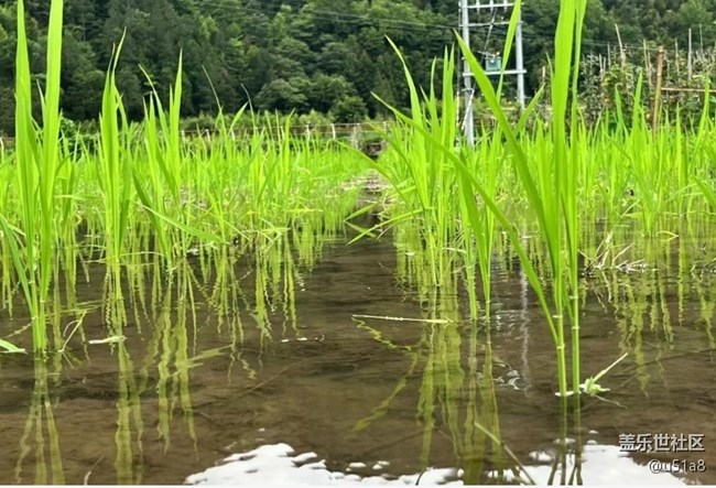 【折叠屏手机里的春夏秋冬】插秧忙