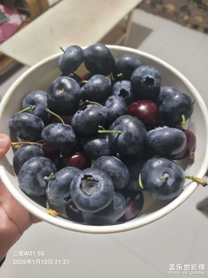 【镜头里的故事】蓝莓盛宴