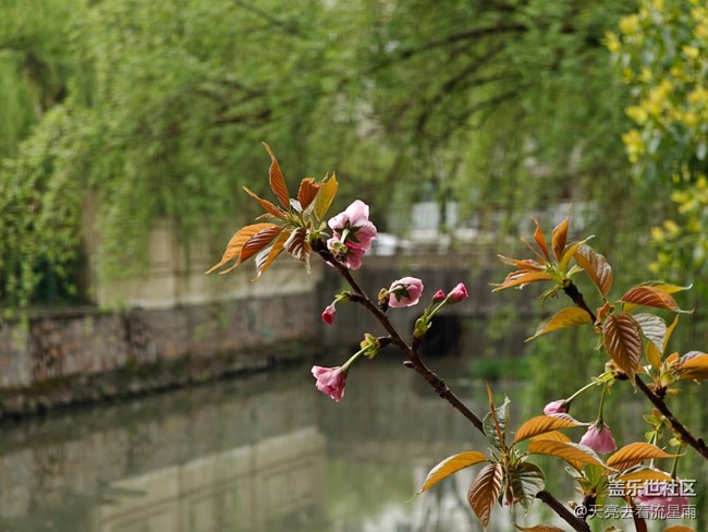 【折叠屏手机里的春夏秋冬】春景