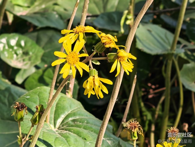 【冬韵】冬日随拍