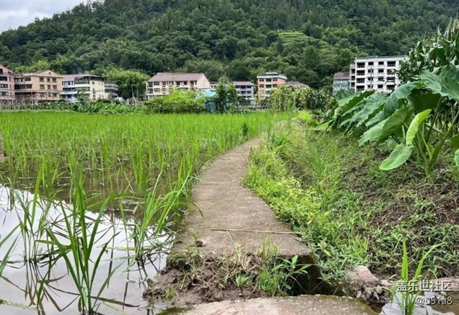 【折叠屏手机里的春夏秋冬】插秧忙