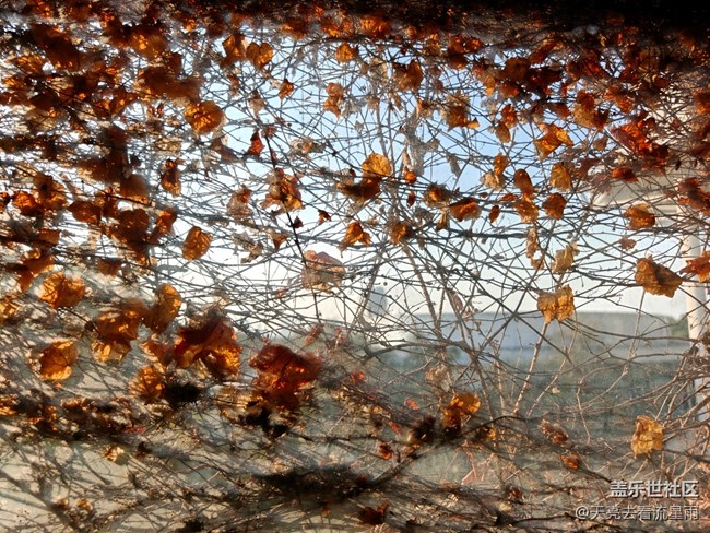 【冬韵】冬日随拍