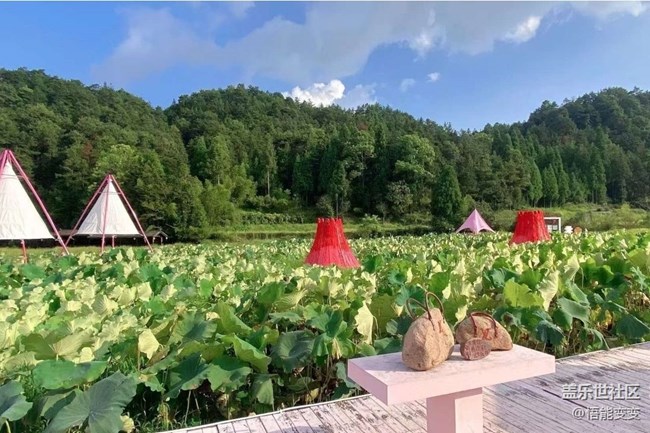 【折叠屏手机里的春夏秋冬】夏末赏荷