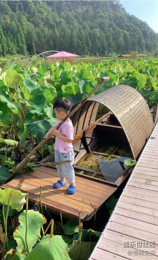 【折叠屏手机里的春夏秋冬】夏末赏荷