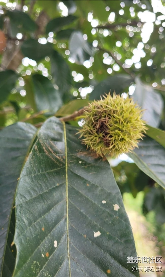 【折叠屏手机里的春夏秋冬】板栗