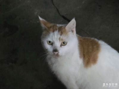 【镜头里的故事】可爱小猫