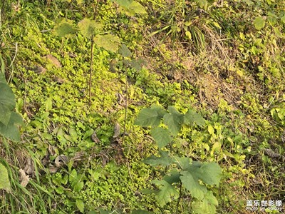 【镜头里的故事】镜头里的绿意