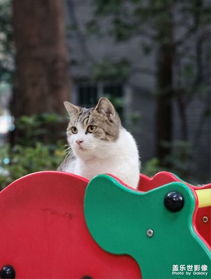 独自玩滑梯的猫
