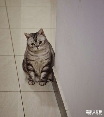 【镜头里的故事+猫