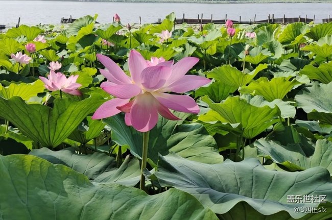 【折叠屏手机里的春夏秋冬】夏荷