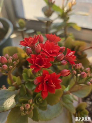 【身边的小自然】+阳台的长寿花