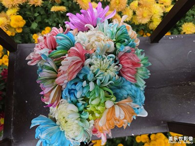 【身边的小自然】+记忆秋日菊