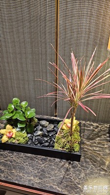 【身边的小自然】随手拍拍身边的小自然