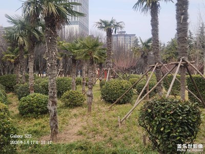 【身边的小自然】+发现身边美