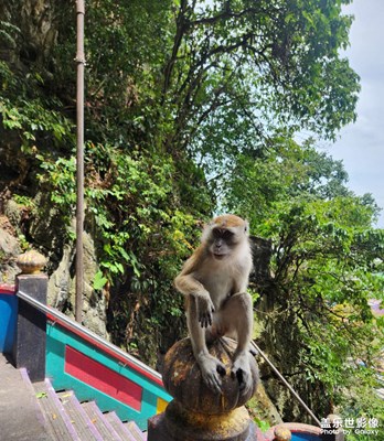 【身边的小自然】机灵