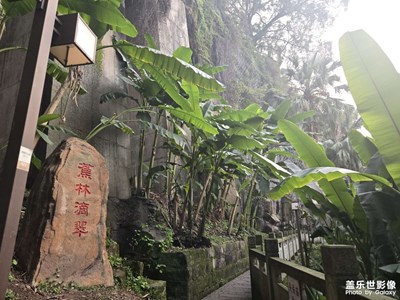 【身边的小自然】冬日citywalk