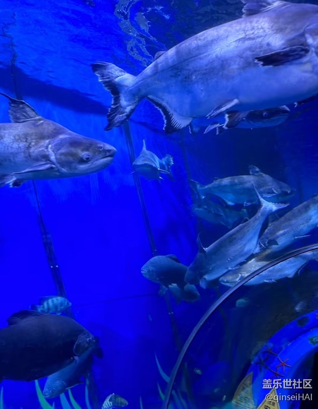 【冬日旅行色】海洋馆