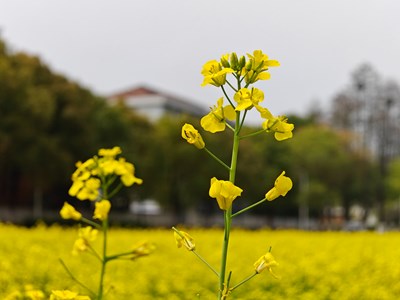 【身边的小自然】春的温柔