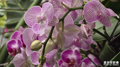 【身边的小自然】冬日里的蝴蝶兰